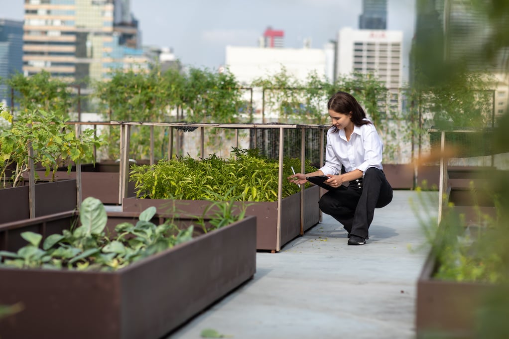 rooftop garden 